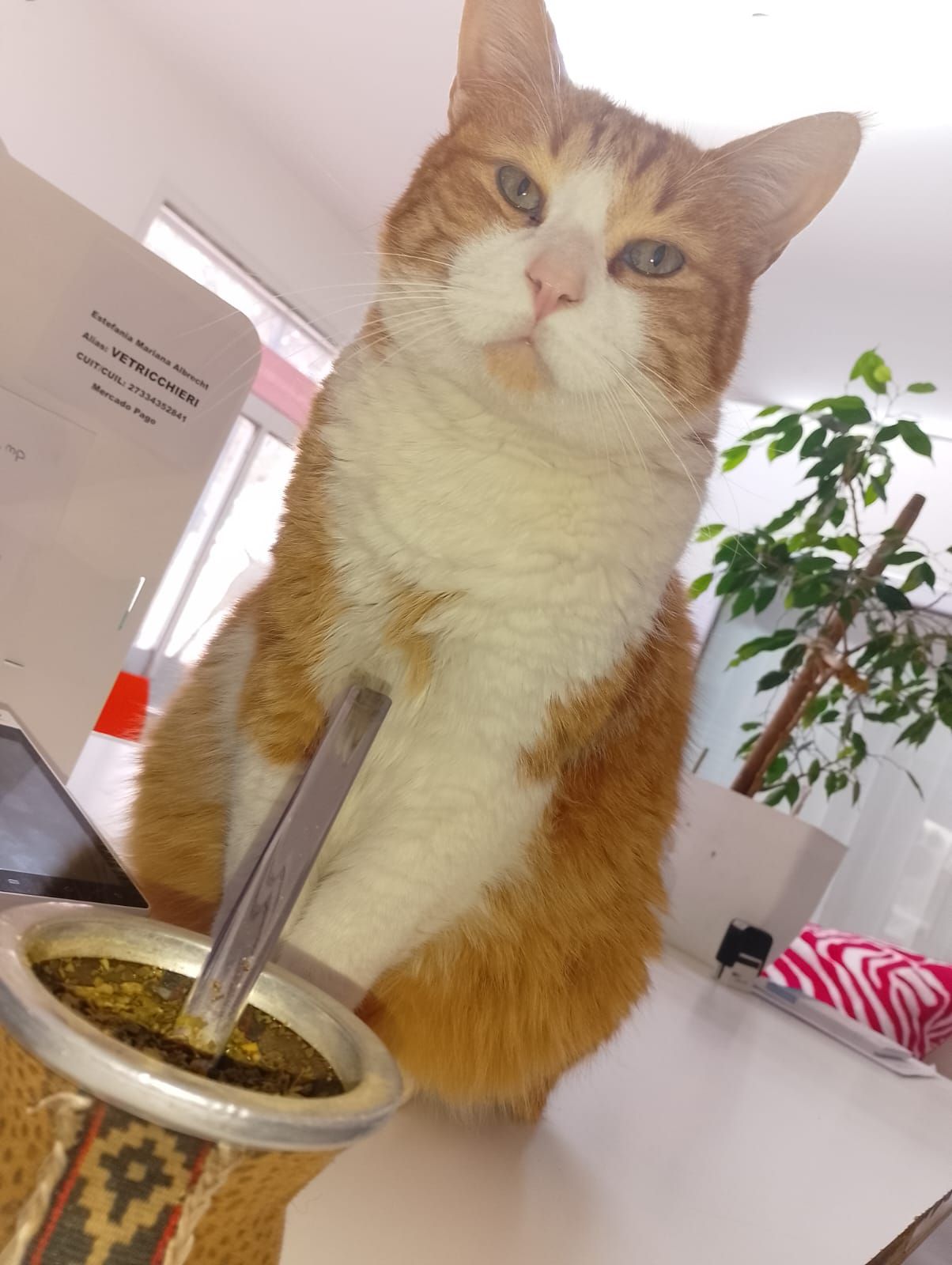 Un veterinario está examinando un gato con un estetoscopio.