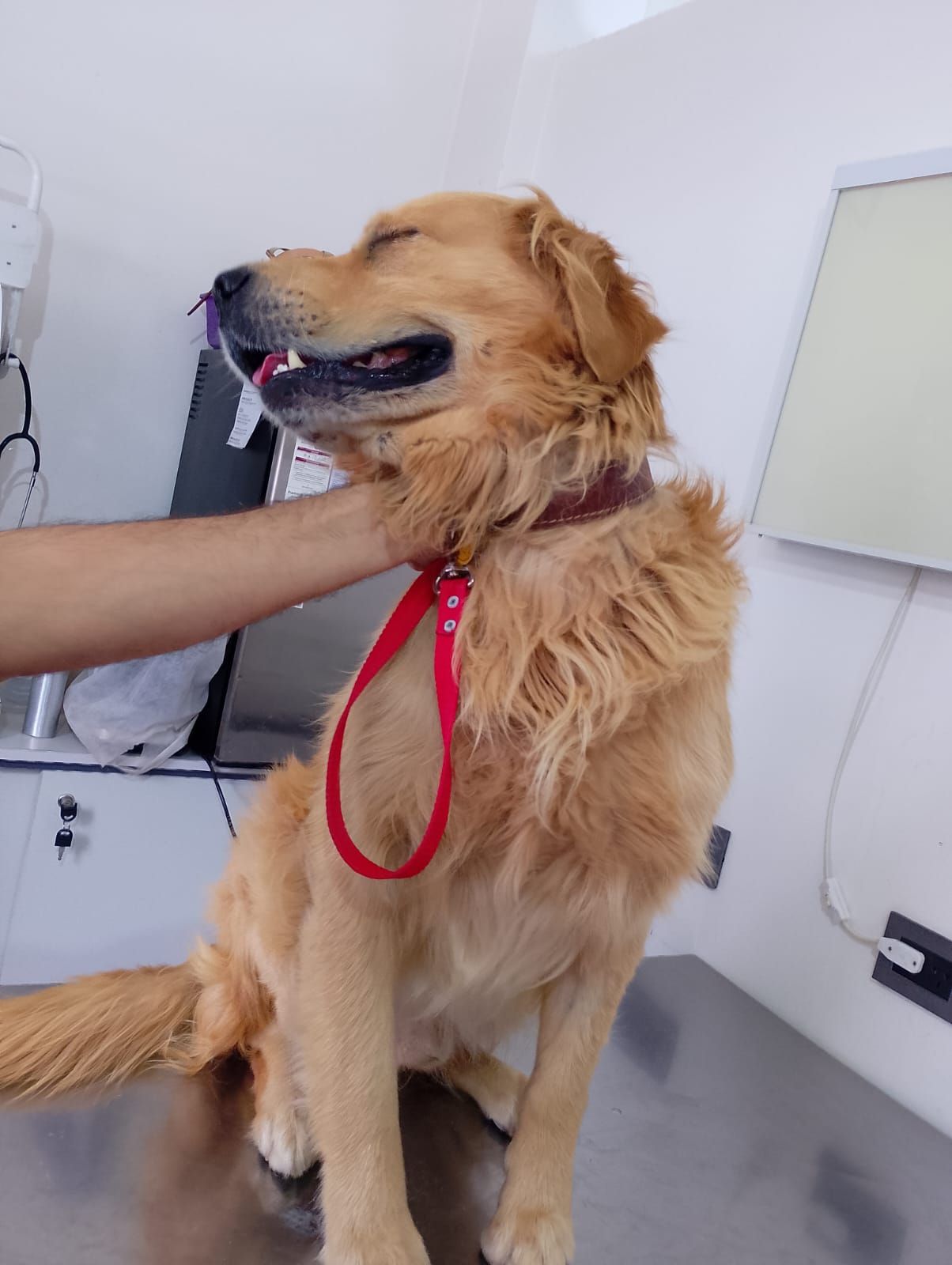 Un perro está acostado en una mesa mientras un veterinario lo examina.