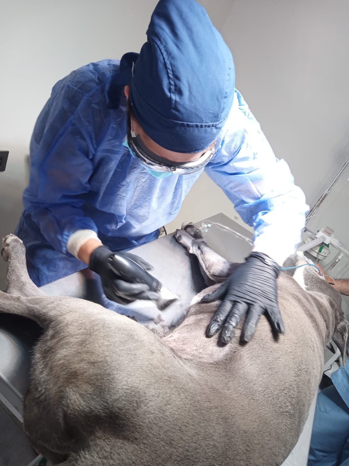 Un veterinario sostiene una tableta delante de un perro.