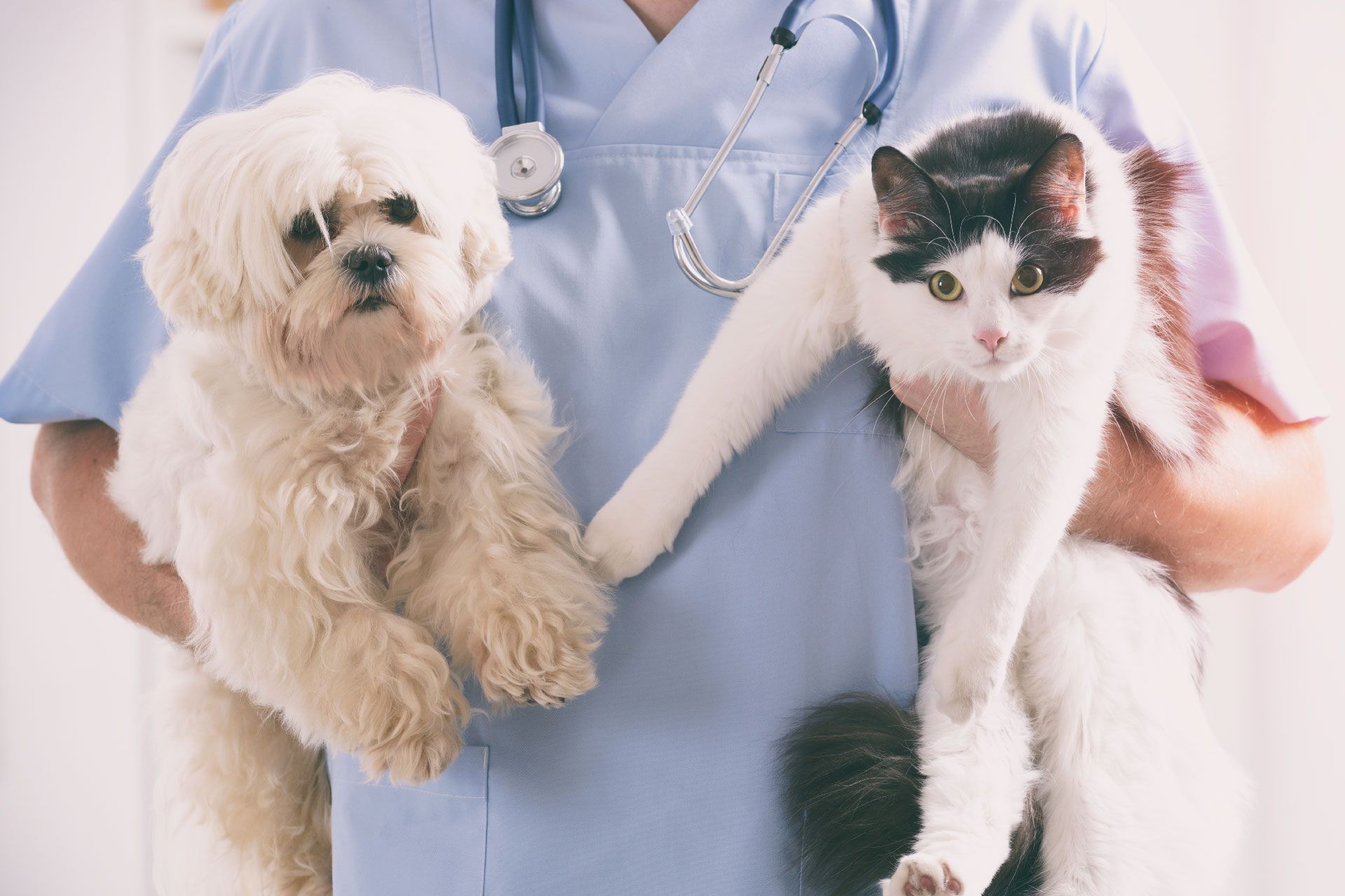 Un veterinario sostiene un perro y un gato en sus brazos.