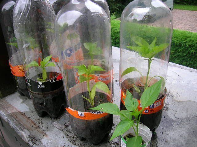 Mini greenhouse bottles on a bench
