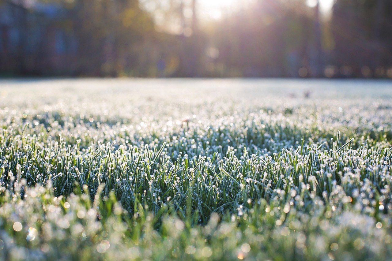 Meadow of frosty grass