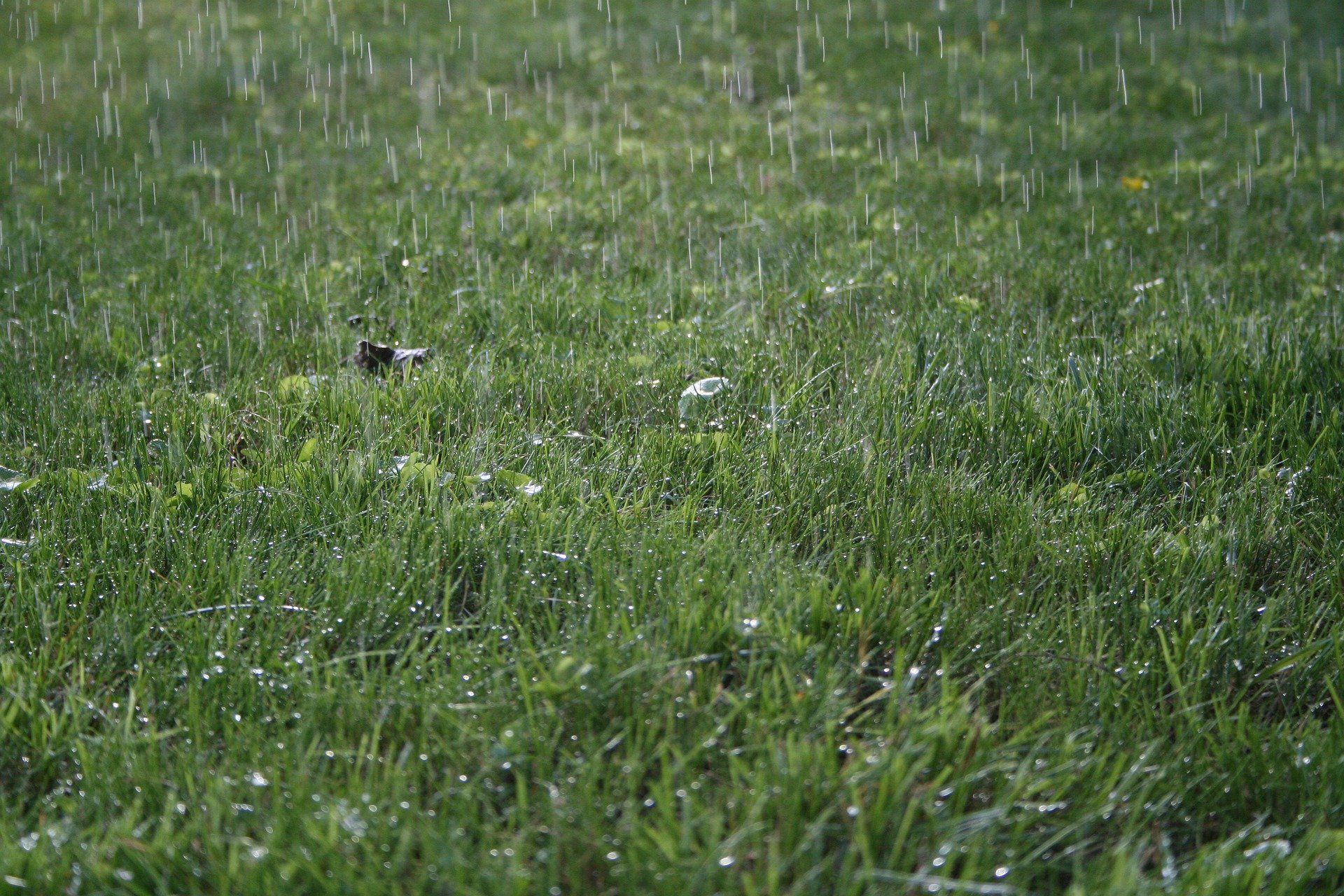 Photograph of a lawn on a rainy day