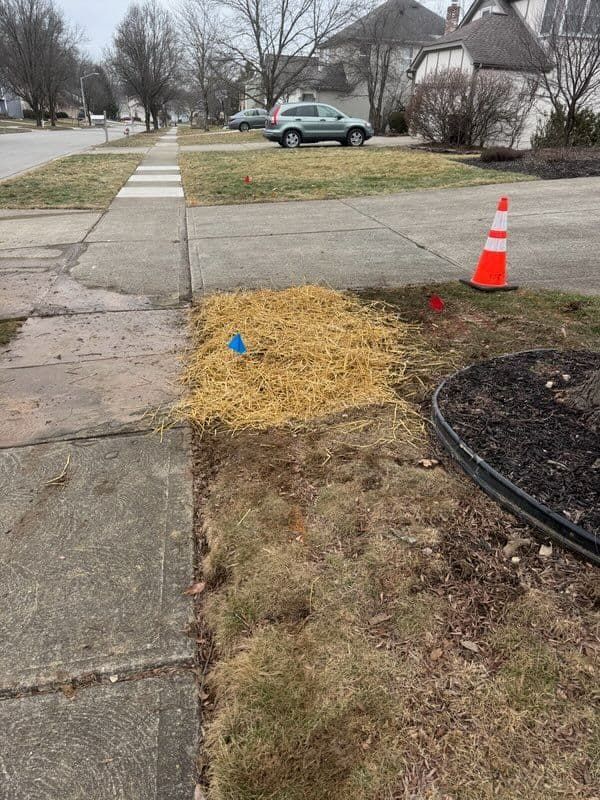 A patch of straw on a grass lawn near a sidewalk and street, marked with flags and a traffic cone.