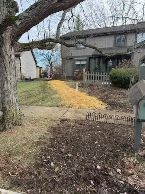 Front yard with path covered in yellow mulch leading to a house.