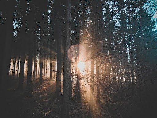 The sun is shining through the trees in a dark forest.