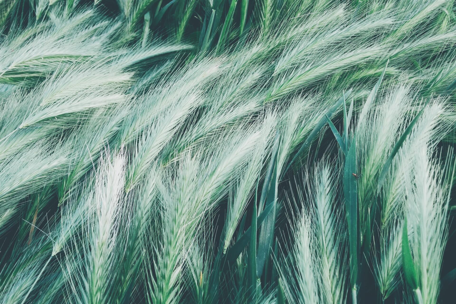A close up image of green wheat growing in a field