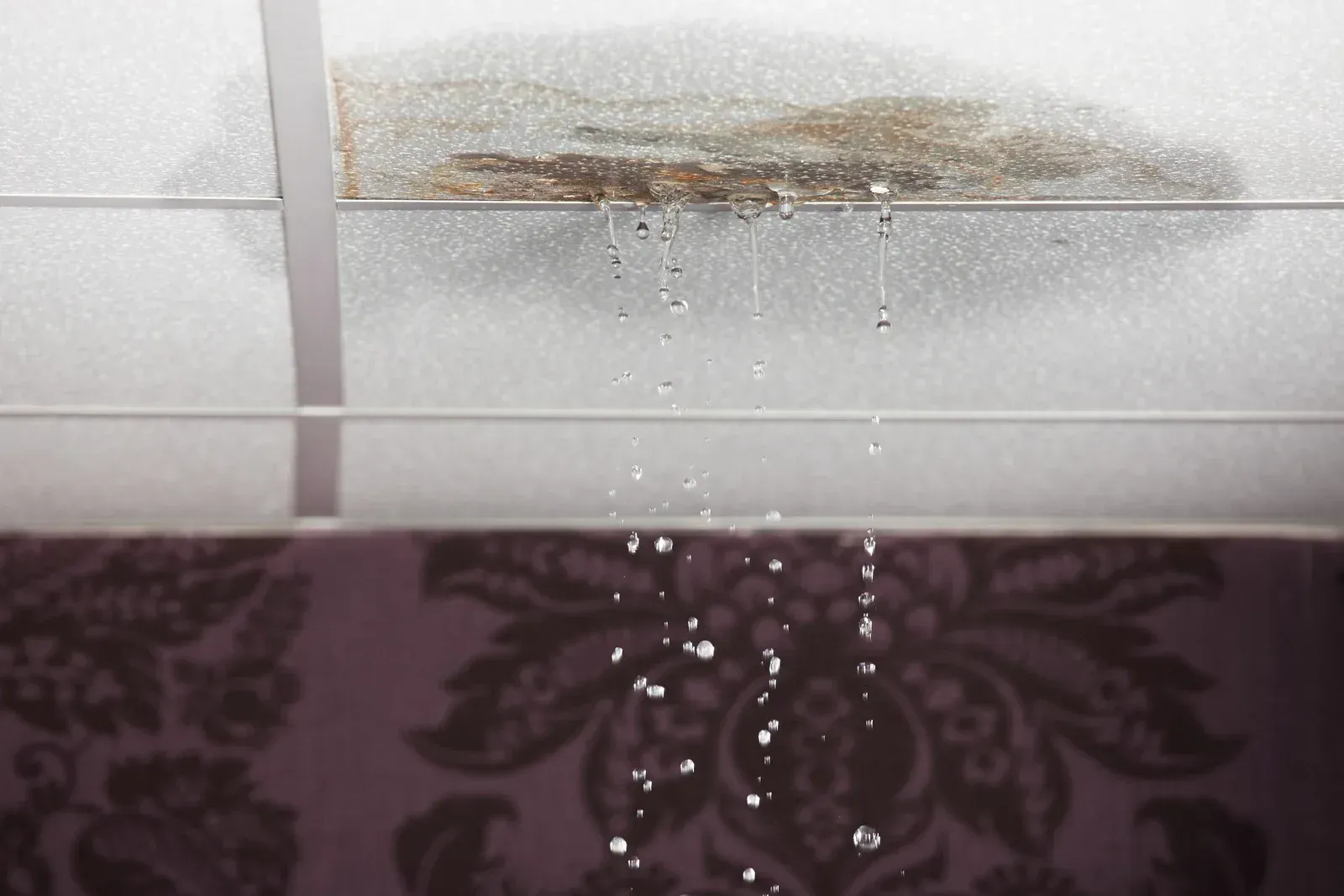 Close-up of a moldy patch on a white wall above purple patterned fabric.