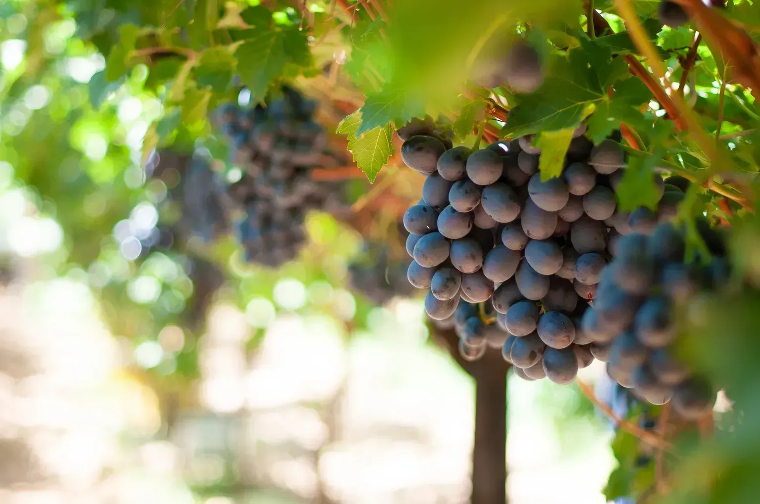 Close-up of ripe, purple grapes hanging on the vine in a vineyard.