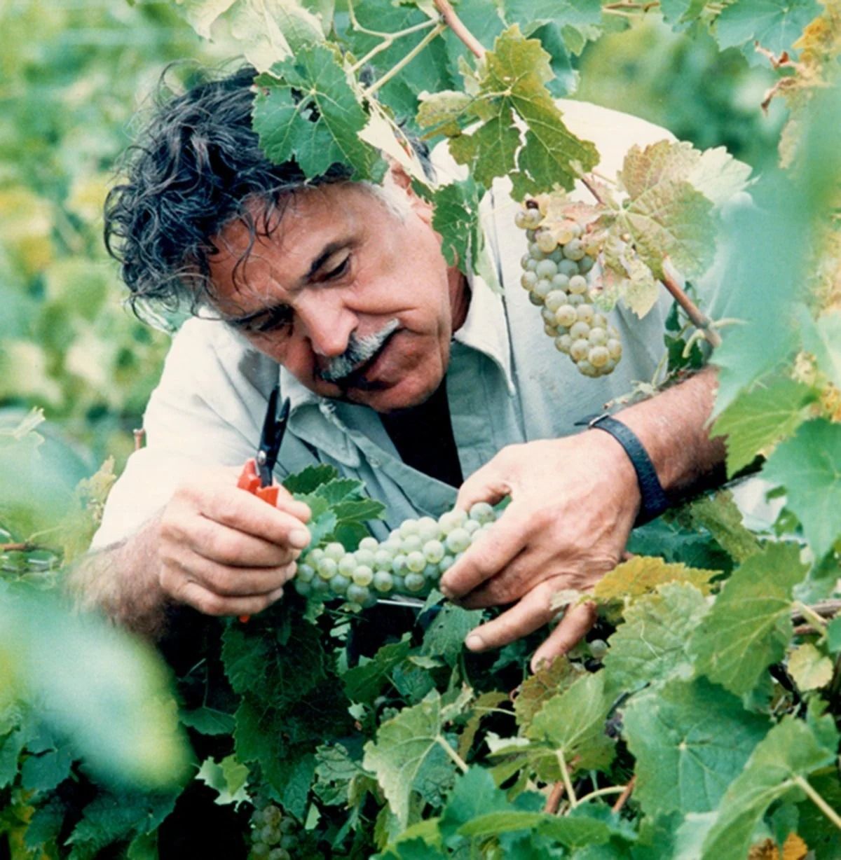 Man in vineyard pruning green grapes with scissors.