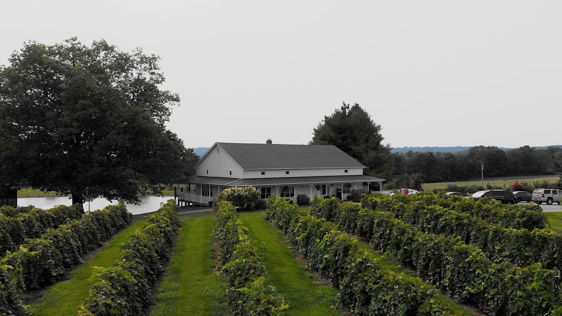 Rows of grapevines leading to a white building with a porch and a tree on a cloudy day.