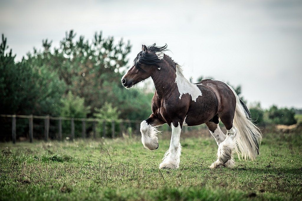 Gypsy Vanner horse.