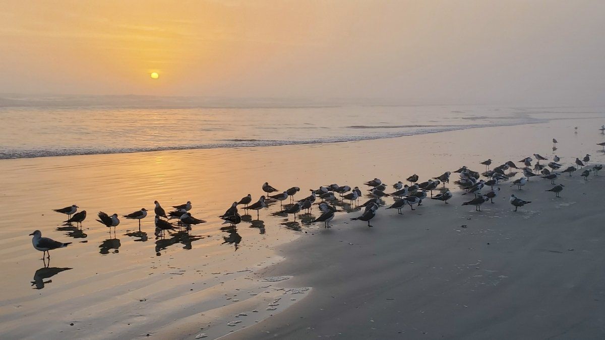 Daytona Beach at sunrise with the shorebirds.