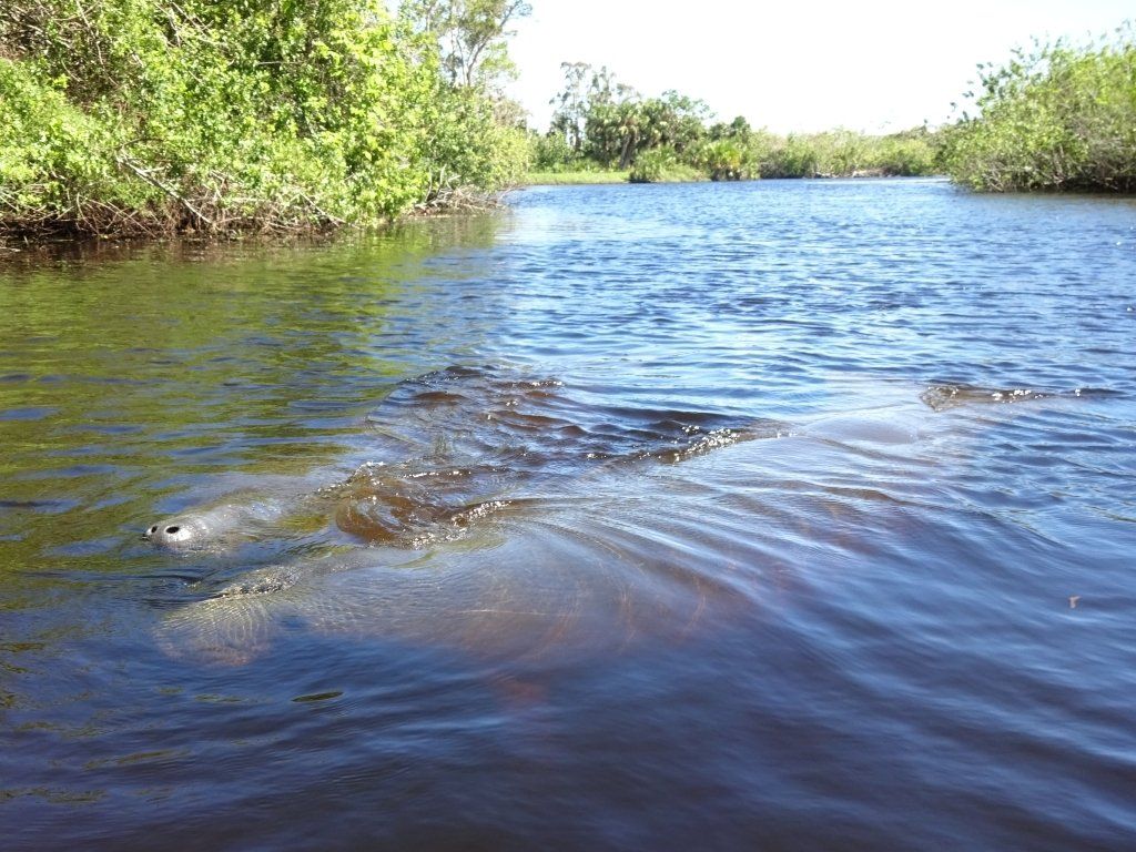 Manatees on the inland waterway
