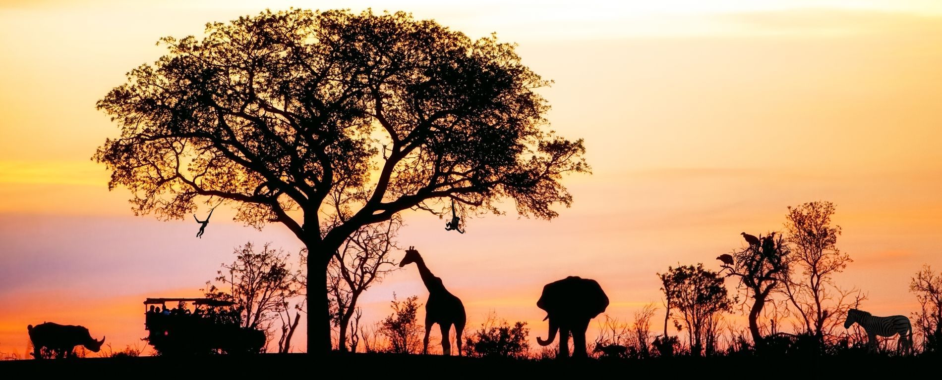 Safari at sunrise