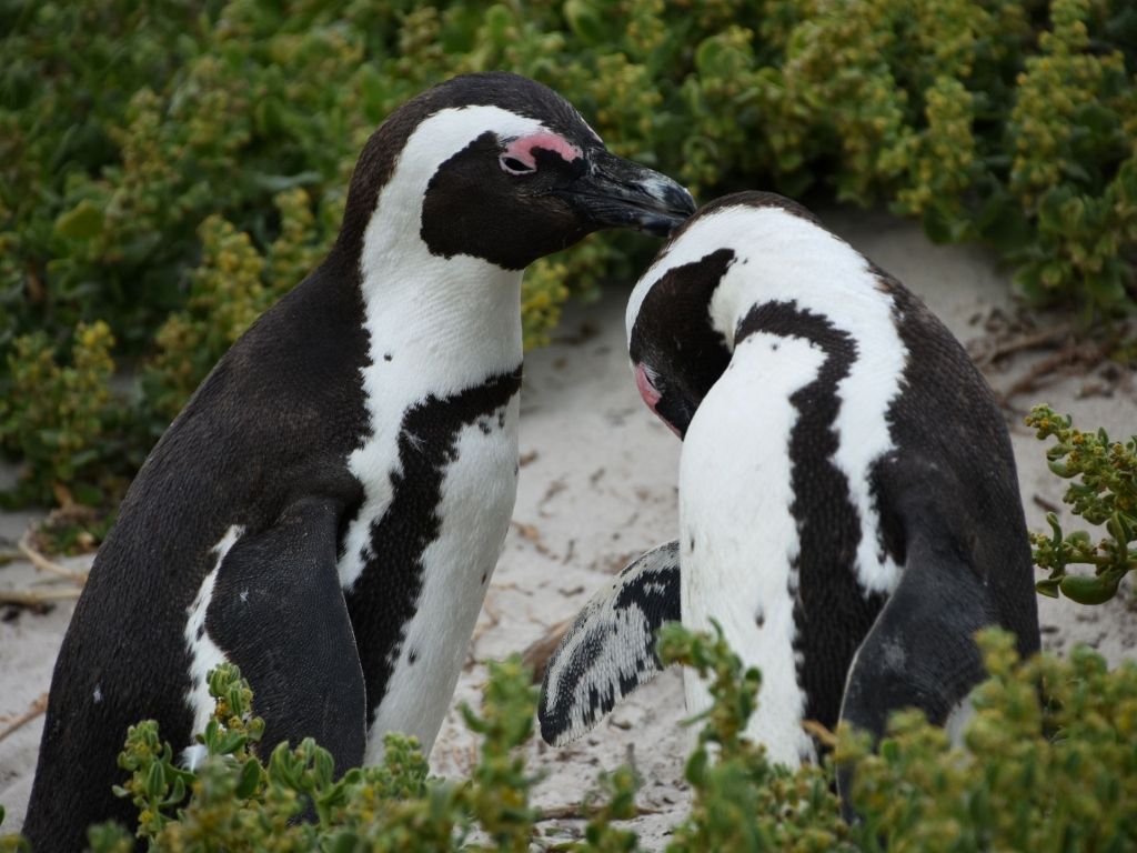 Banded African Penguins