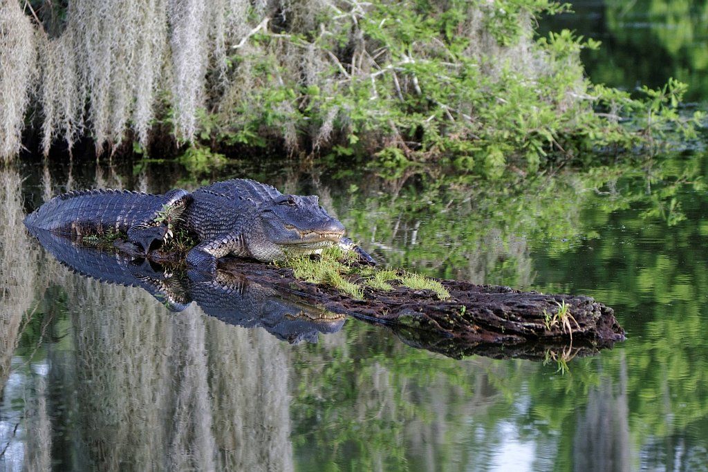 Mississippi swamp alligator