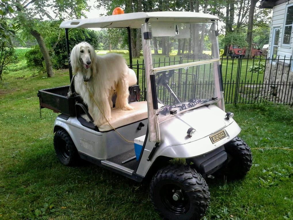 White golf cart parked on gravel path near a grassy area, with sunlight.