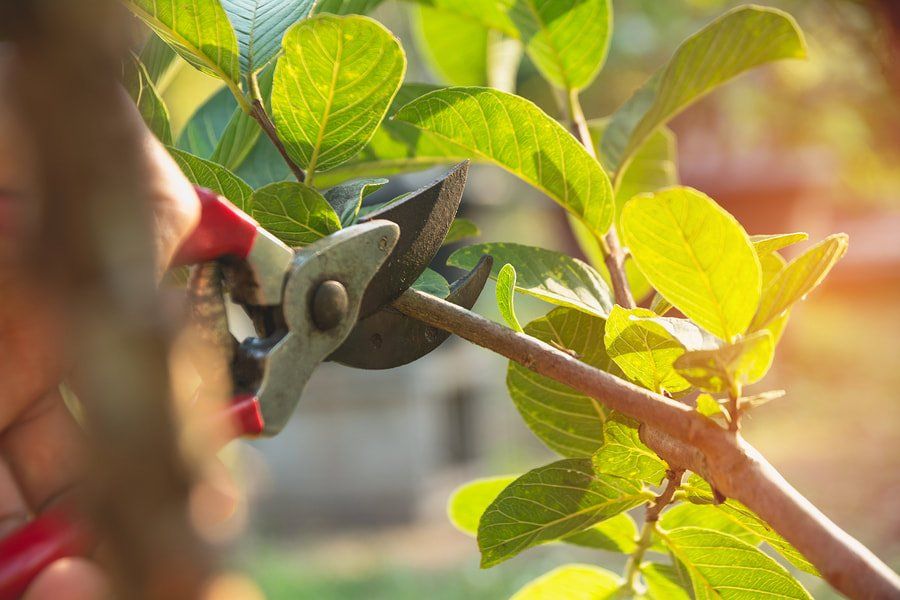 tree-trimming-pruning-tree-trimmers-bozeman-mt