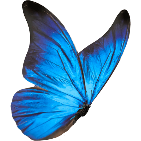 A blue butterfly with black wings is flying on a white background