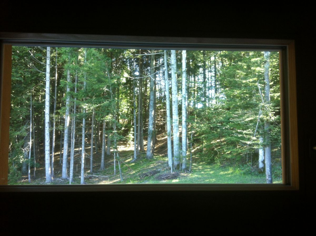 Vetrata vista foresta