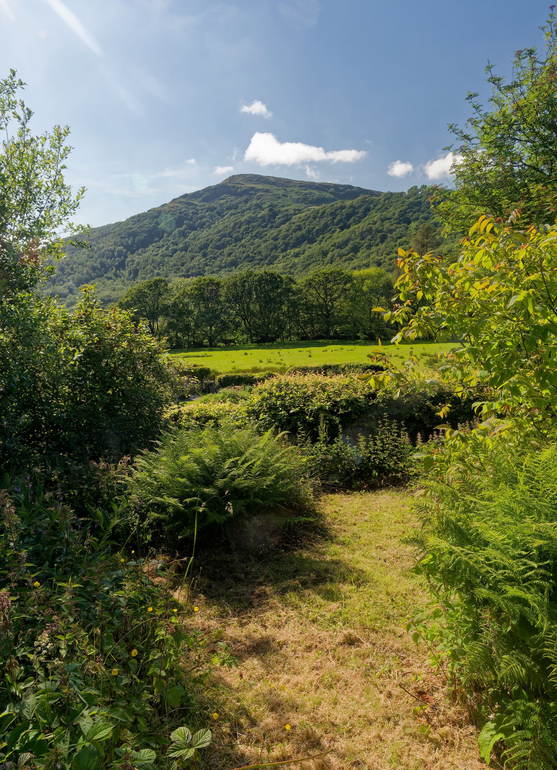 A path through a lush green field with a mountain in the background.