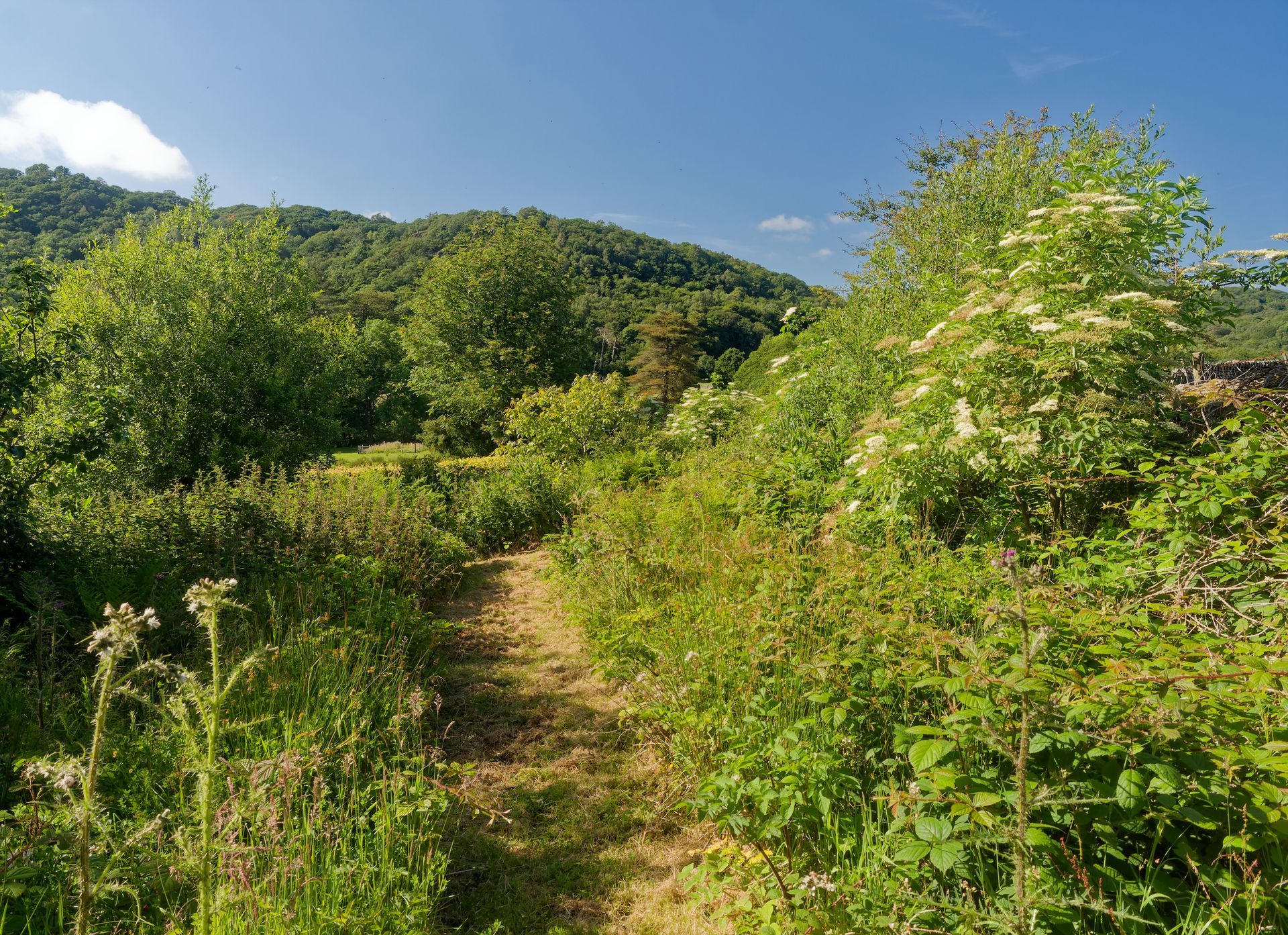 A dirt path going through a lush green forest