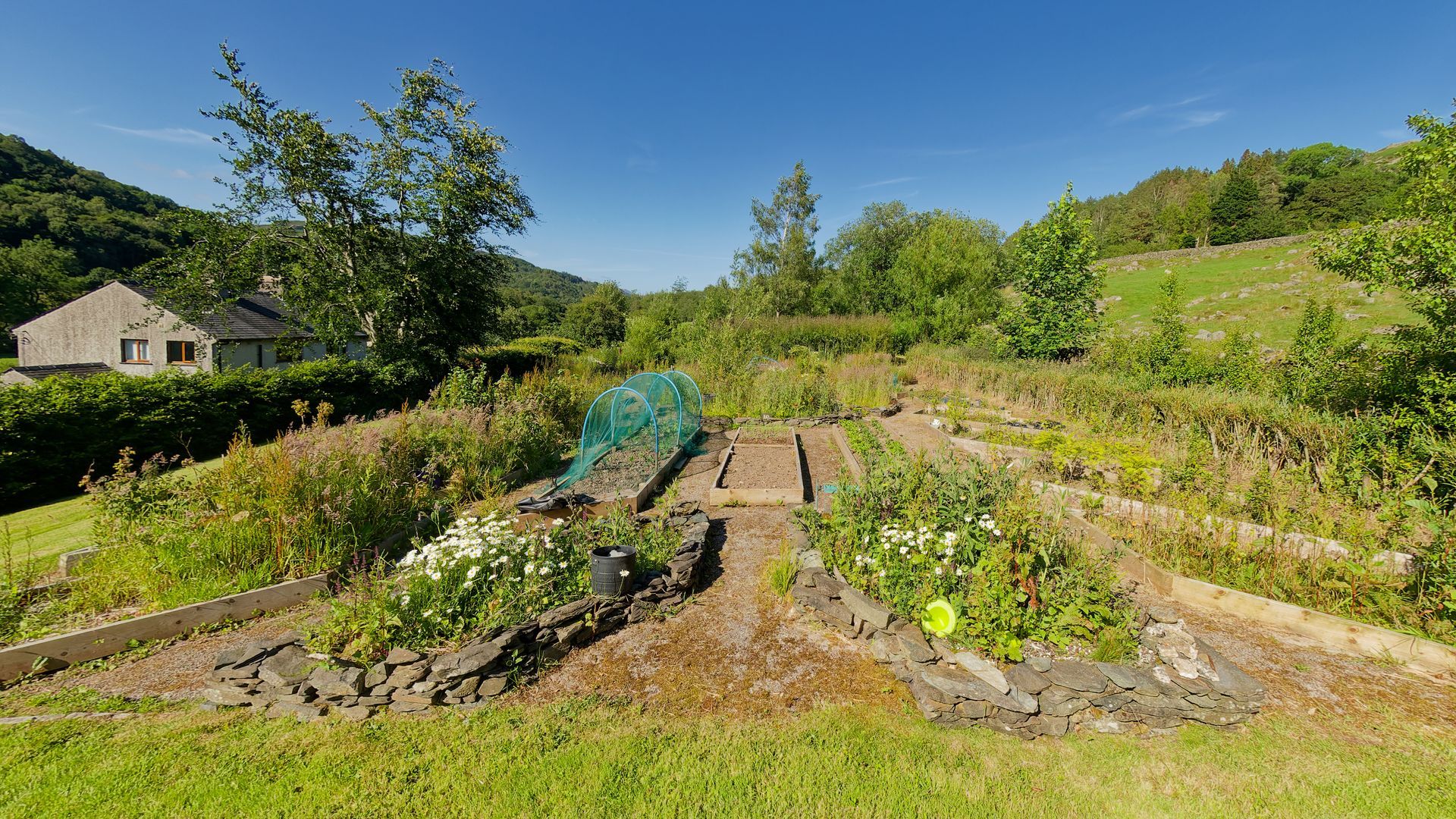 A garden with lots of plants and a house in the background.