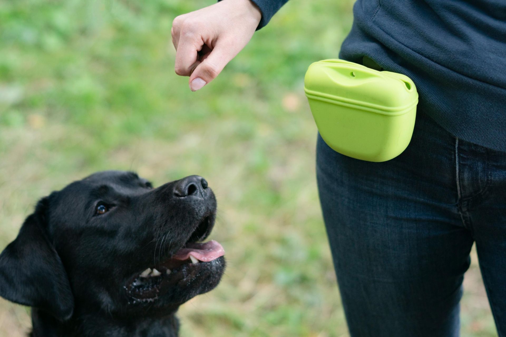 A person is feeding a black dog a treat.