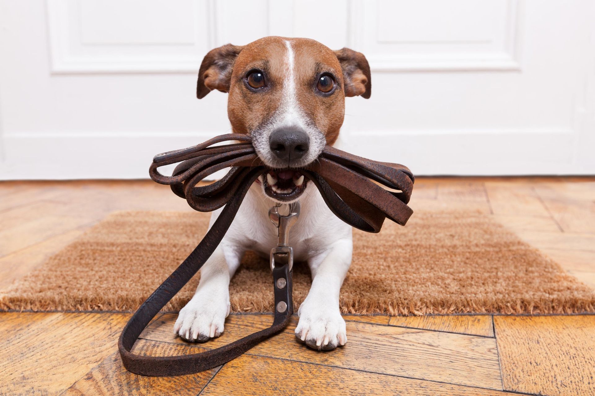 A dog is sitting on a door mat with a leash in its mouth.