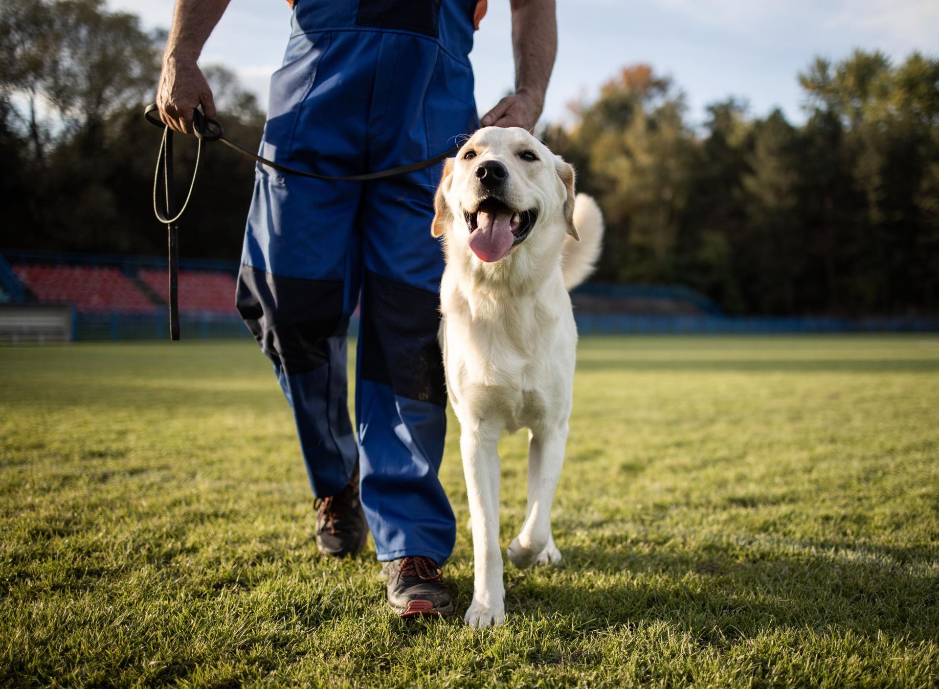 A man is walking a dog on a leash in a field.