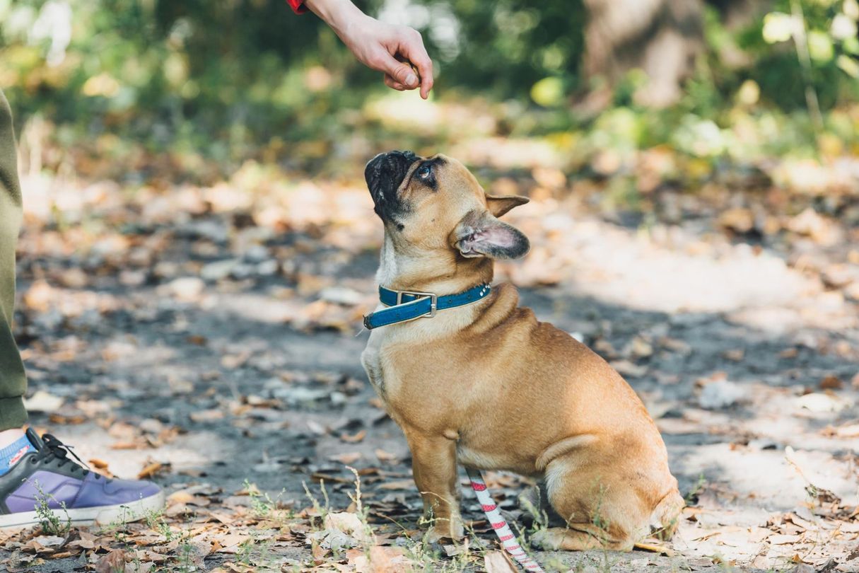 A person is feeding a french bulldog on a leash.