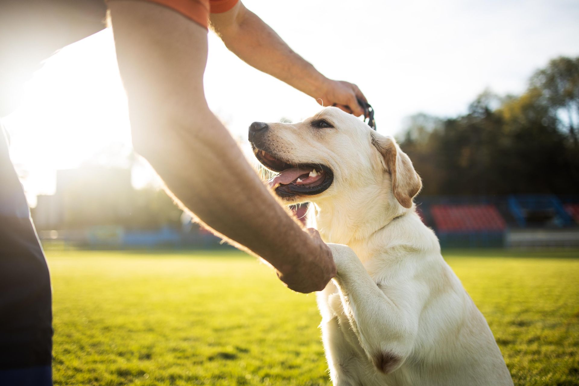 A man is petting a dog on a field.