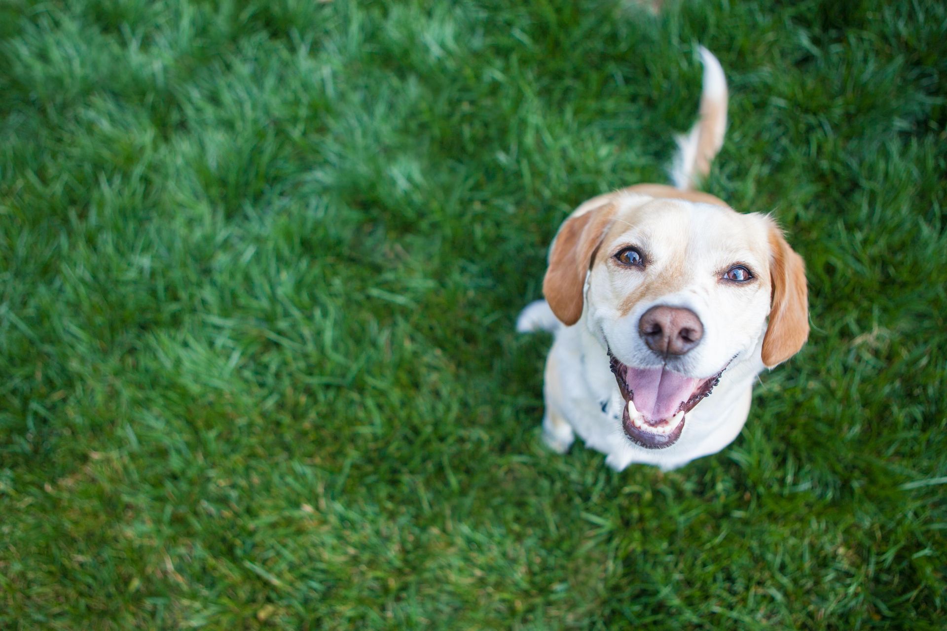 A dog is sitting in the grass and smiling at the camera.