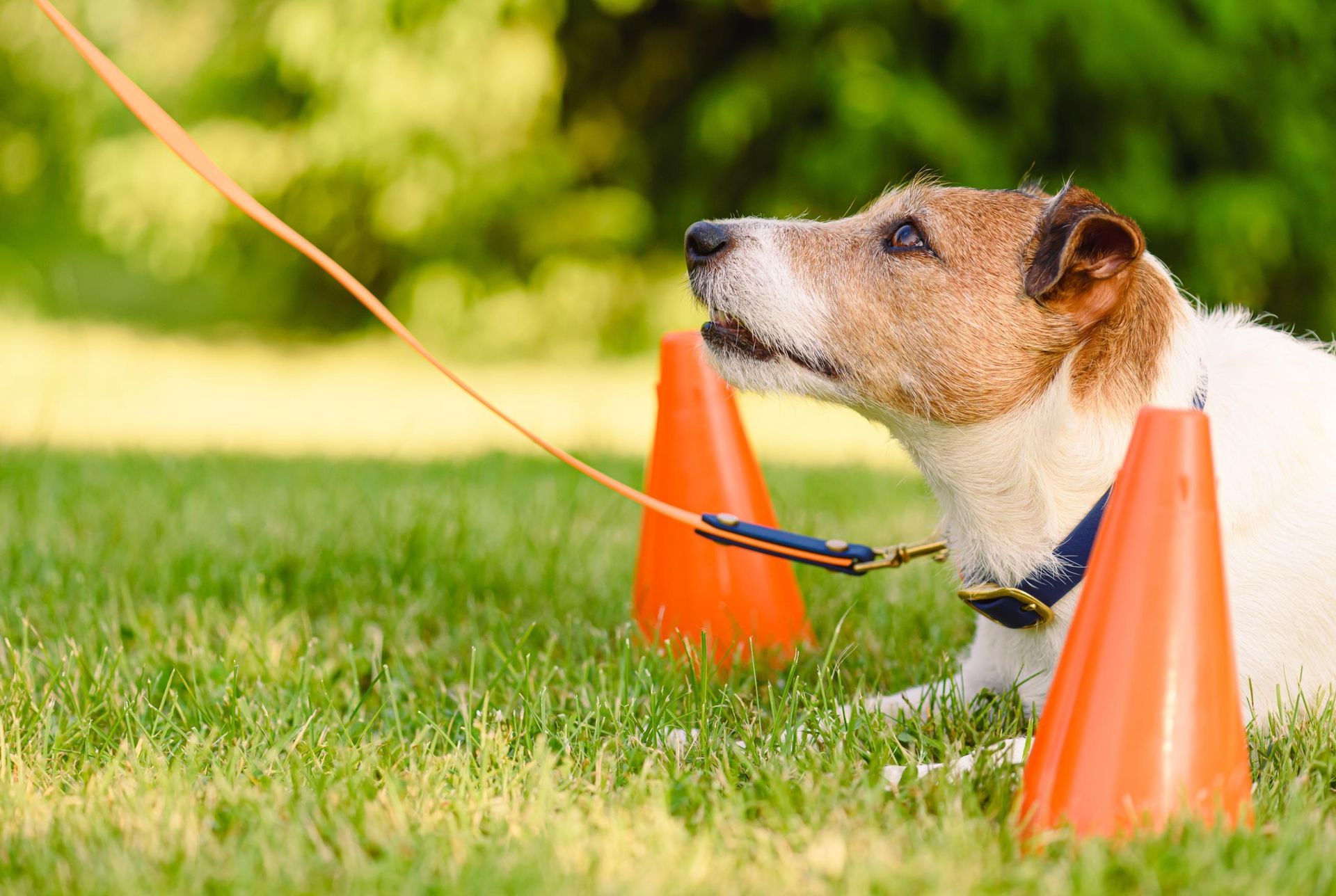 A dog is laying on the grass next to orange cones on a leash.