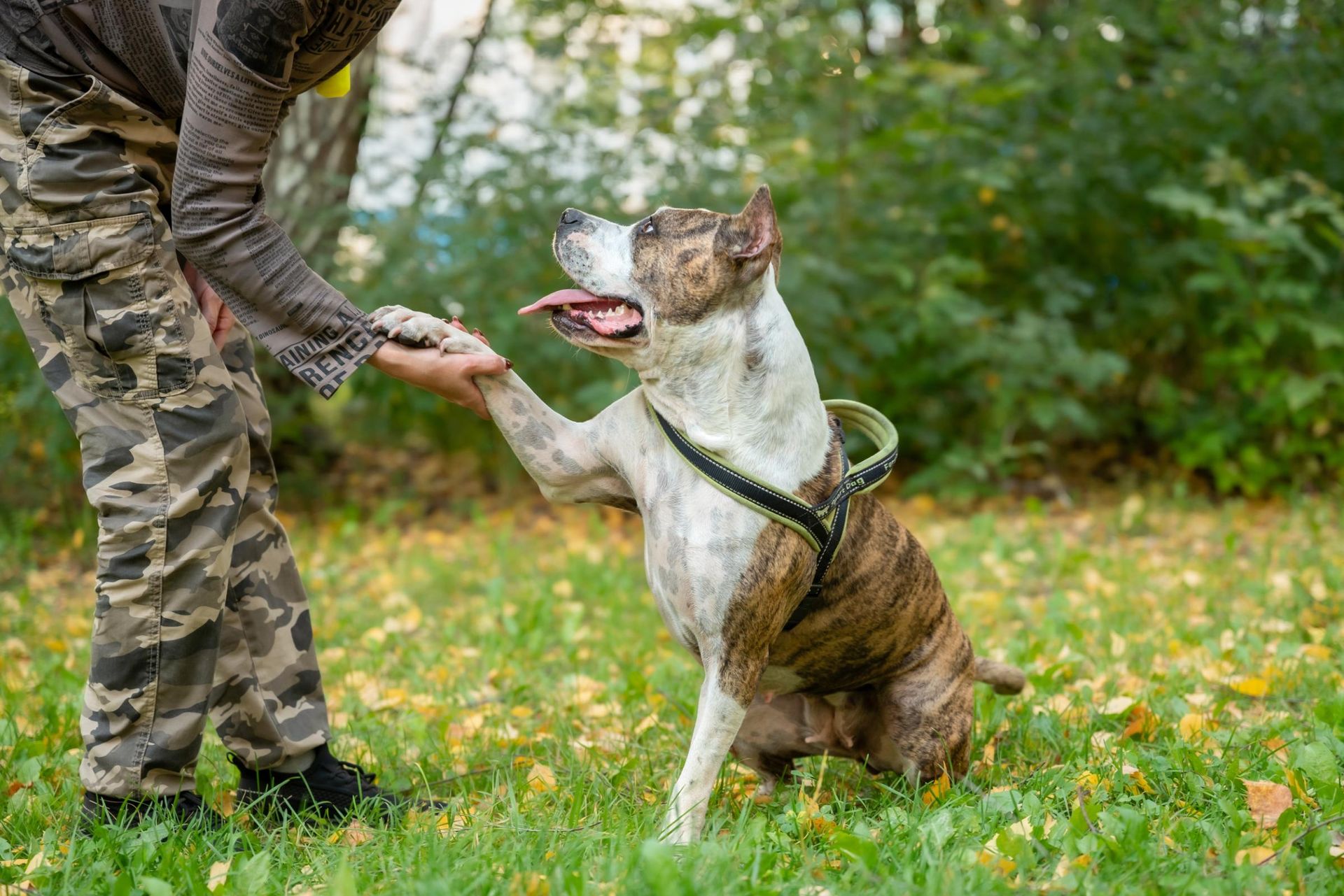 A man is giving a dog a high five in the grass.