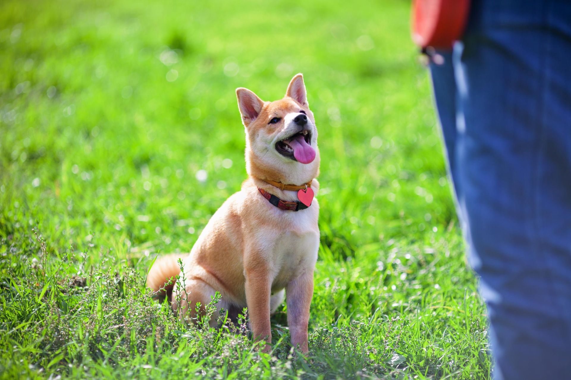 A shiba inu dog is sitting in the grass next to a person.