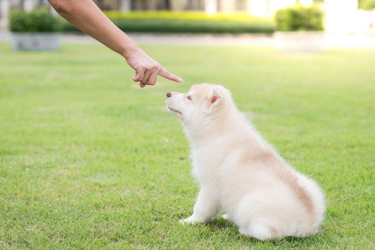 A person is pointing at a puppy sitting on the grass.