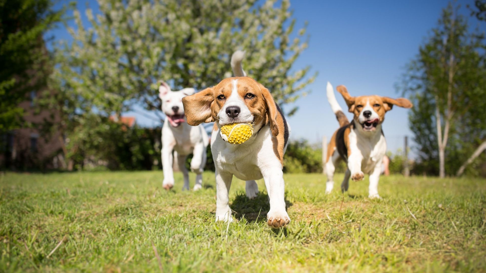 Three beagle puppies are running in the grass with a ball.