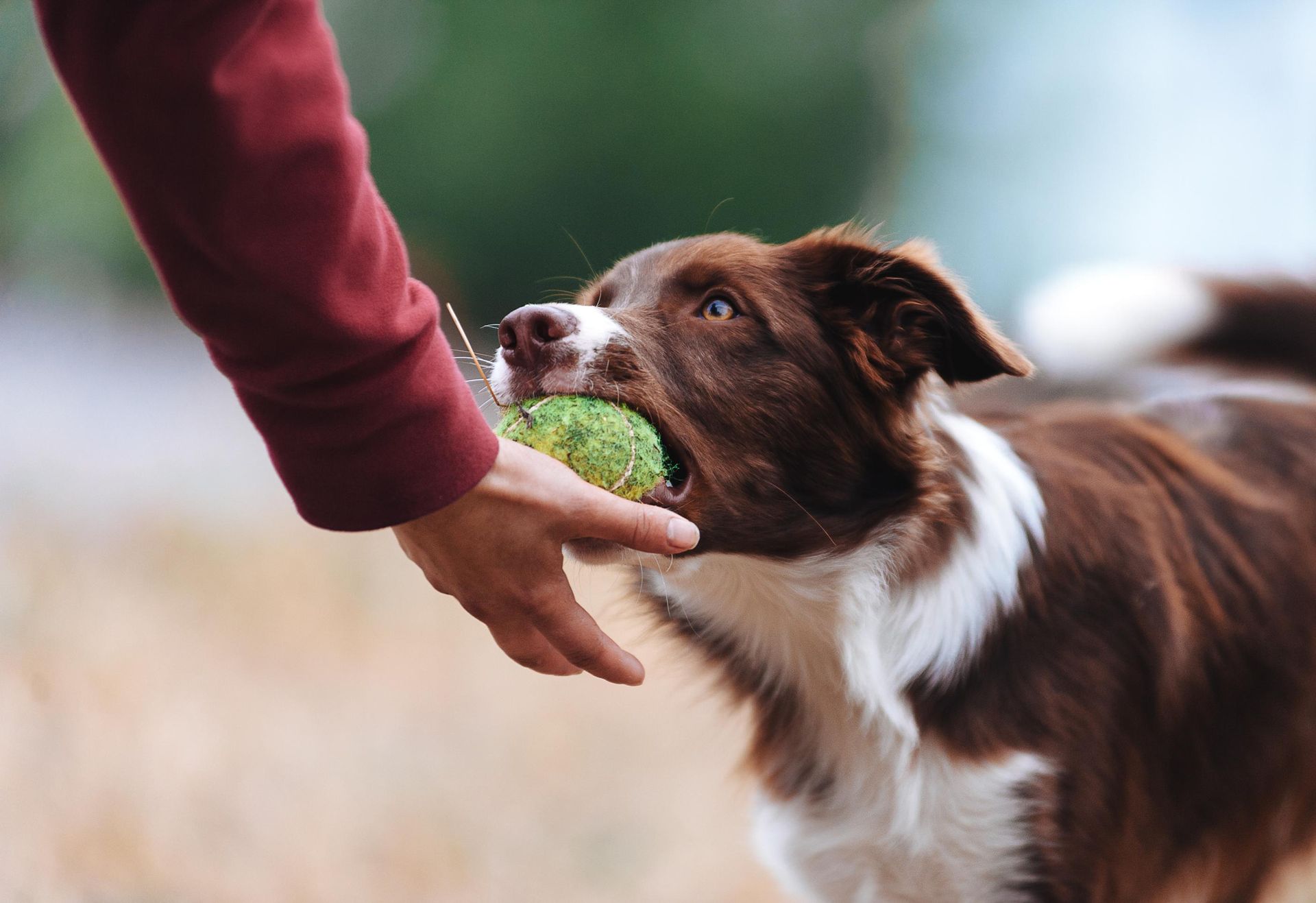 A person is feeding a brown and white dog a tennis ball.