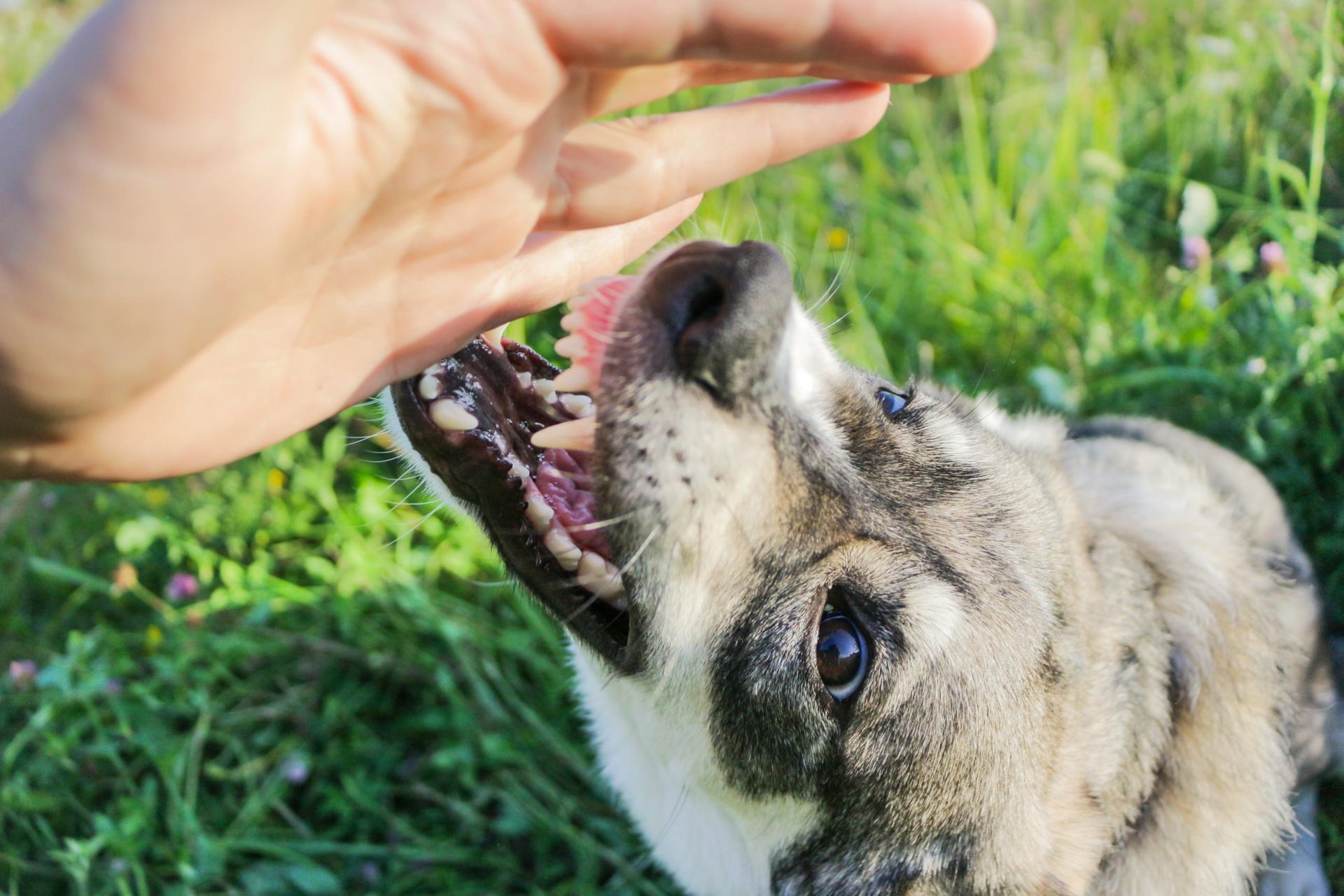 A dog is biting a person 's hand in a field.