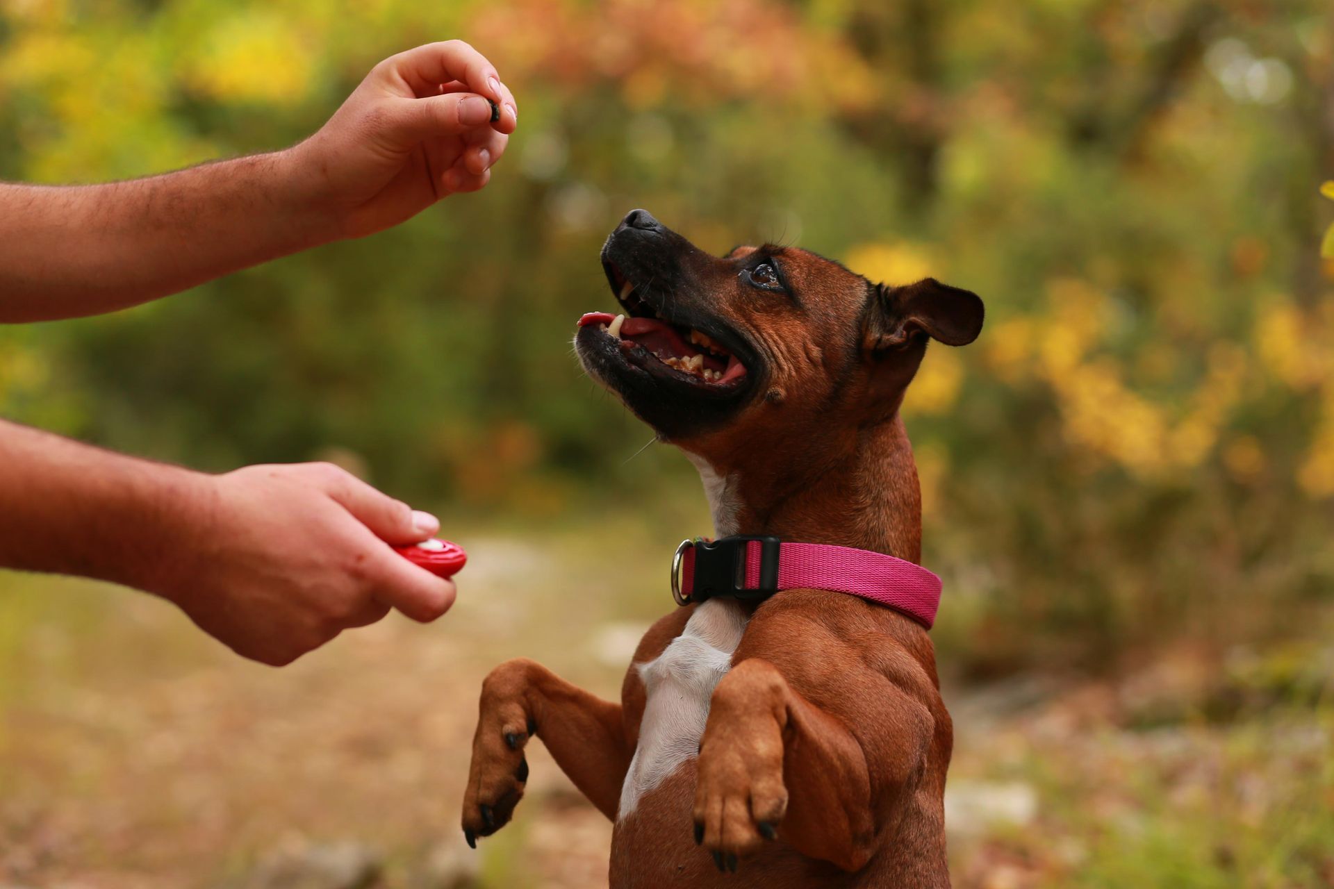 A dog is standing on its hind legs while being trained by a person.