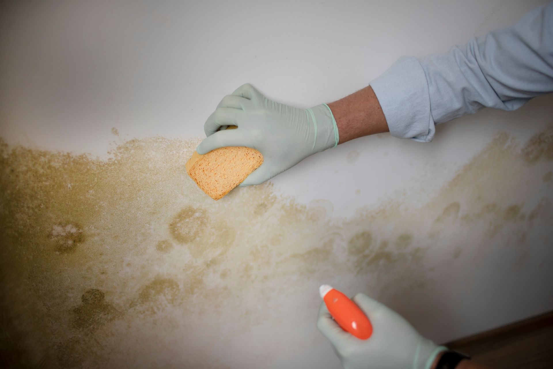 Person cleaning mold on a white wall with a sponge and spray bottle, wearing gloves.