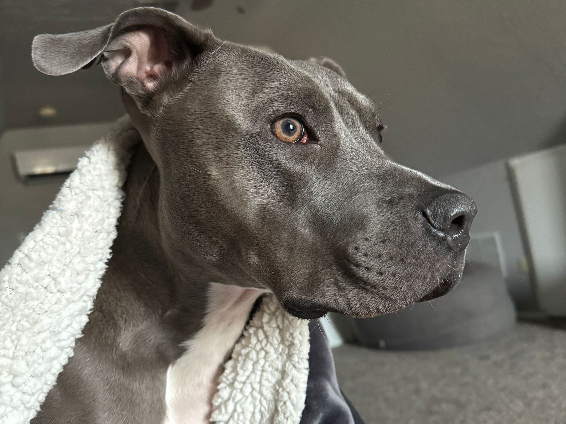 Dog Fostering Process