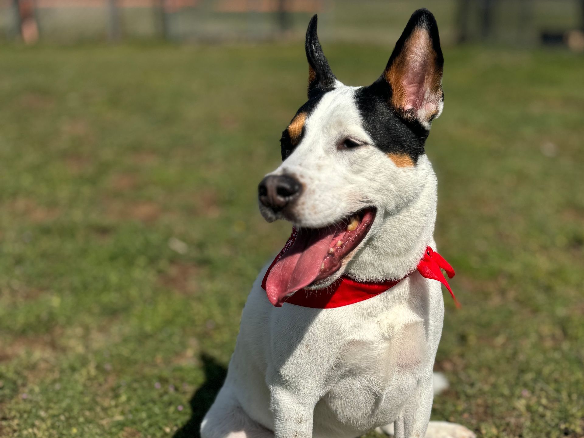 Dog Fostering Process