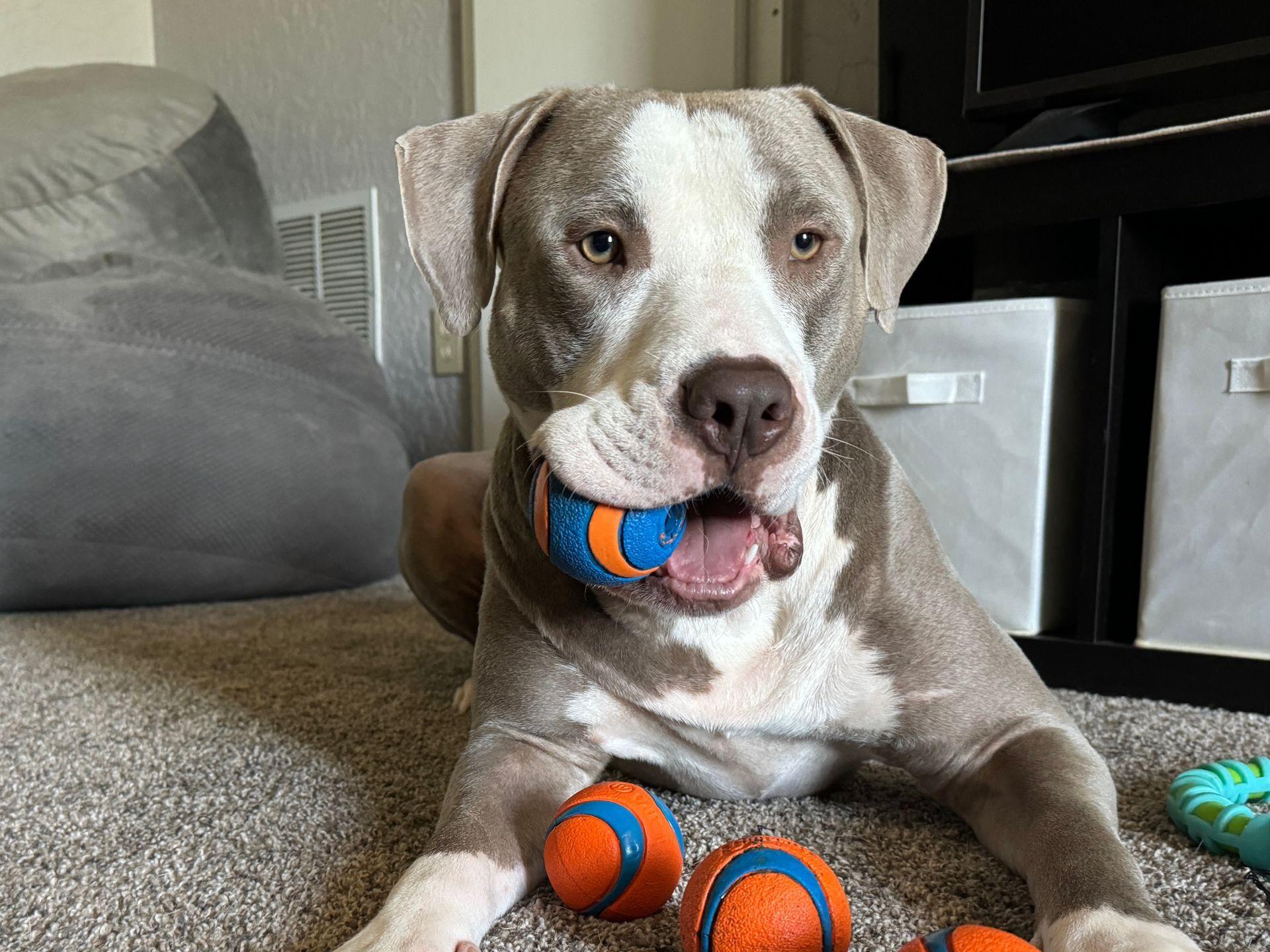 Dog Fostering Process