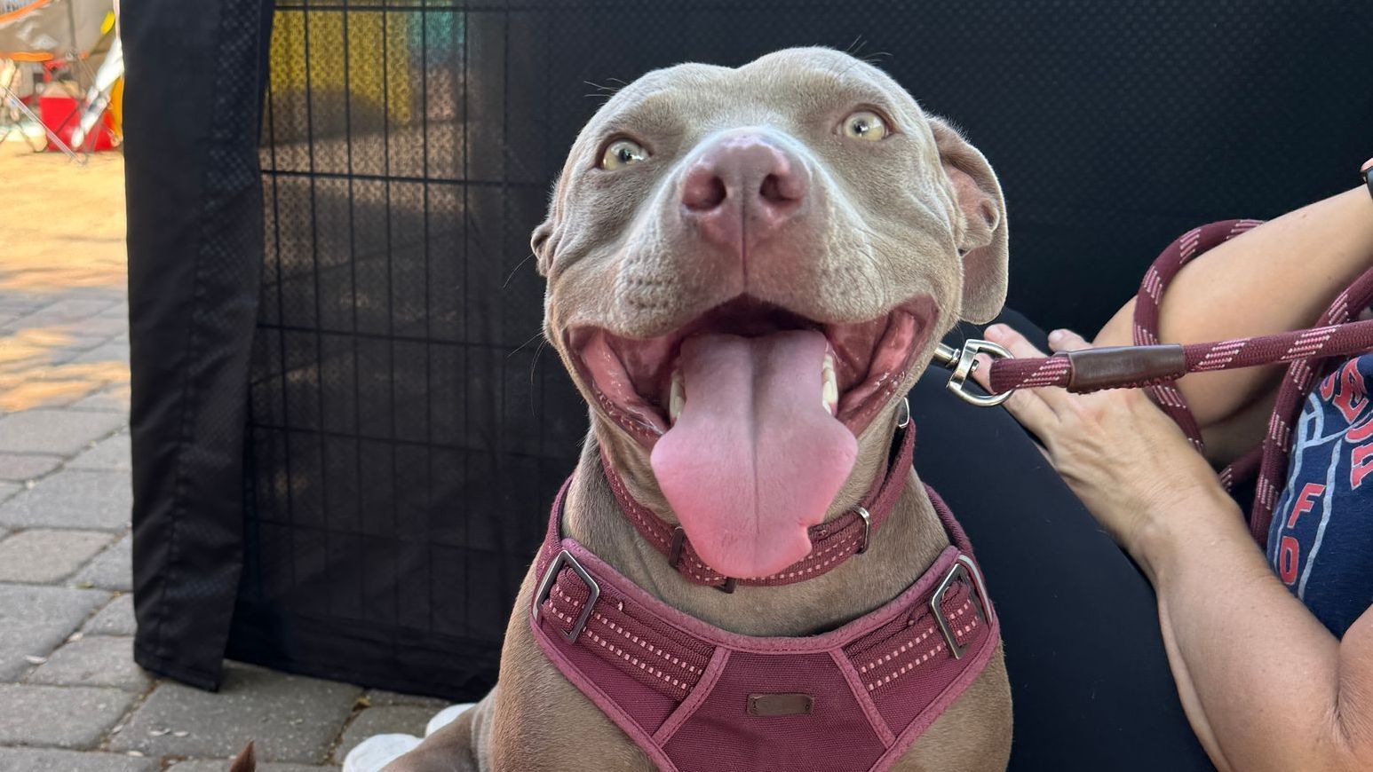 Dog Adoption Process