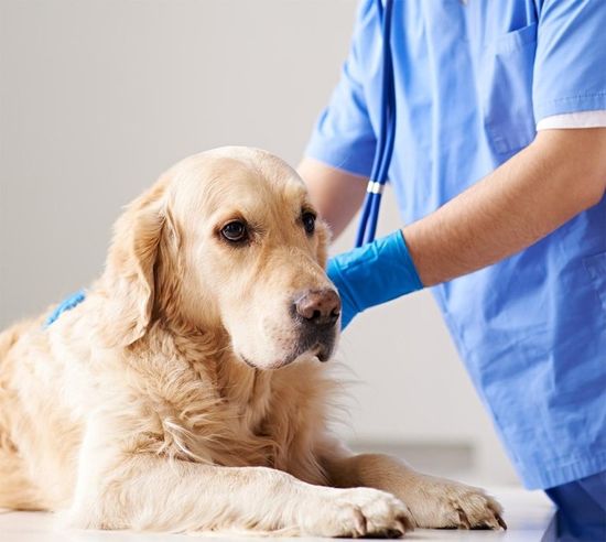 cane sottoposto a controllo medico