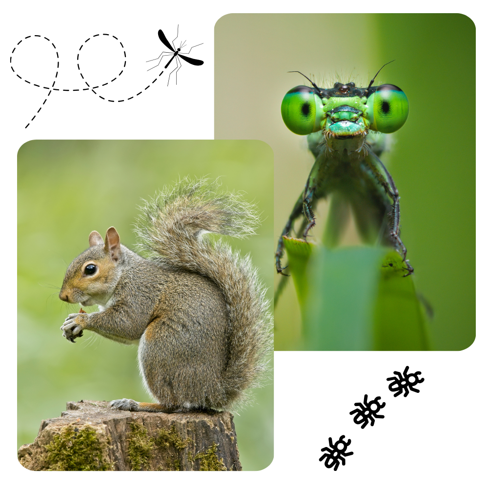 A squirrel is sitting on a tree stump next to a dragonfly