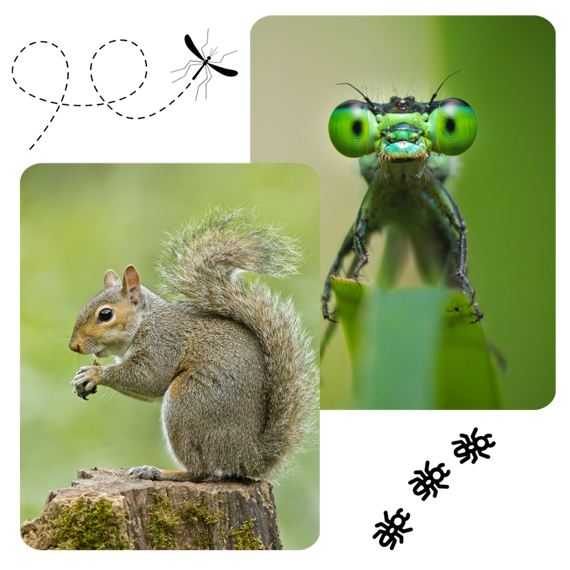 A squirrel is sitting on a tree stump next to a dragonfly